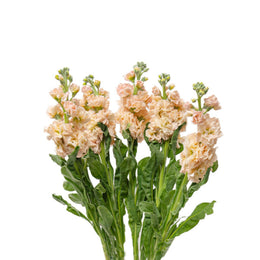 Matthiola, Apple Peach, 5 Stems