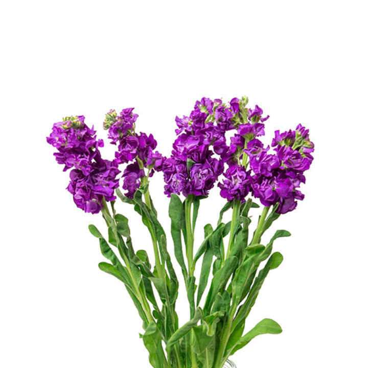 Deep blue Matthiola Centum flower stems from Black Tulip, showing five fresh, vibrant bloom stems against a neutral background.