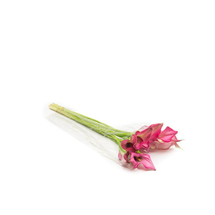 Pink Calla Zantedeschia flower stems from Fresh Flower Holland, showcasing elegant blooms and vibrant pink color.