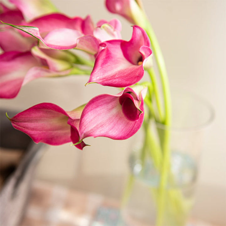 Pink Calla Zantedeschia flower stems from Fresh Flower Holland, showing elegant, vibrant pink blossoms on 10 stems.