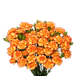 قرنفل "بيبي" (صغير الزهرة)، صنف "كاريمبو" عضوي (Bio Color) باللون البرتقالي، 10 سيقان.