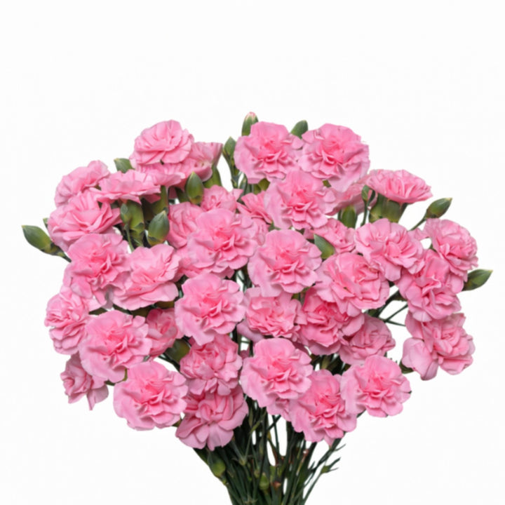 Pink Carnations baby flowers from SQ Flora Kenya, 10 stems, fresh and vibrant with delicate blooms.