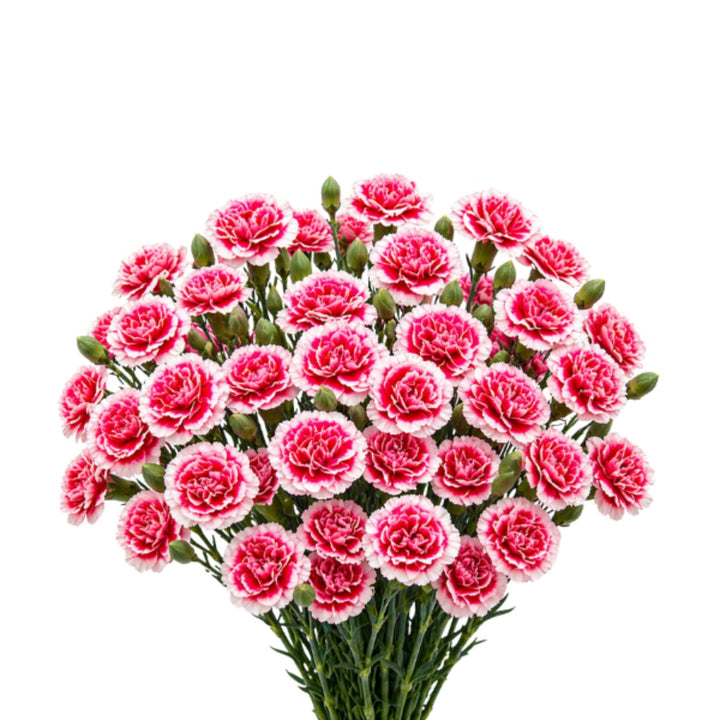 Bouquet of 10 Baby Cosmo Cherry carnations from SQ Flora Kenya, fresh colorful flowers arranged in a natural style.