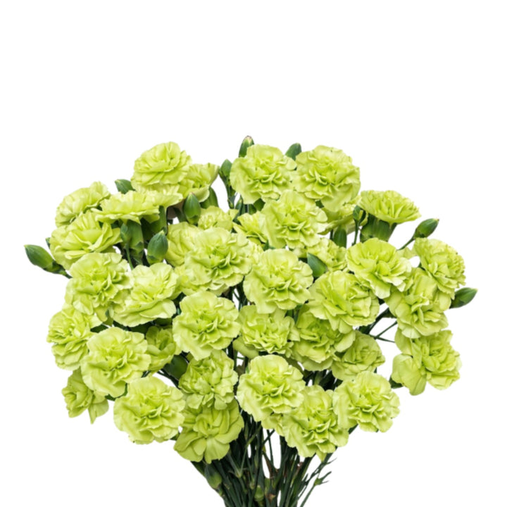 Bouquet of 10 fresh carnations and baby parsley stems from SQ Flora Kenya, showcasing vibrant flowers and green foliage.