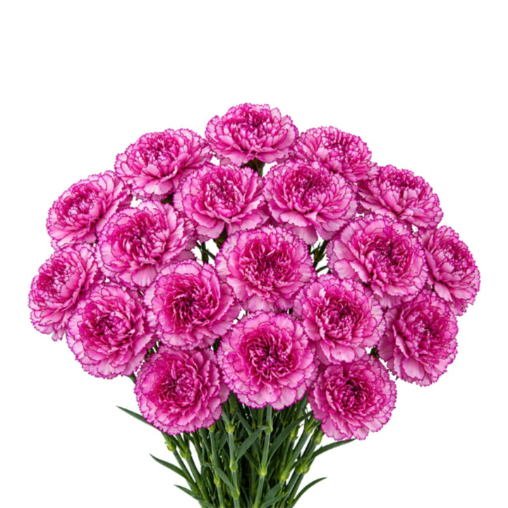 Bouquet of 20 Royal Damascus carnations by SQ Flora Kenya, vibrant pink and red flowers on green stems.