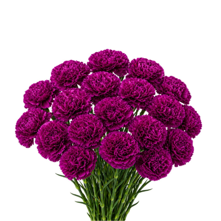 Bouquet of 19 Yukari Violet carnations from SQ Flora Kenya, fresh flowers with vibrant purple blooms on green stems.