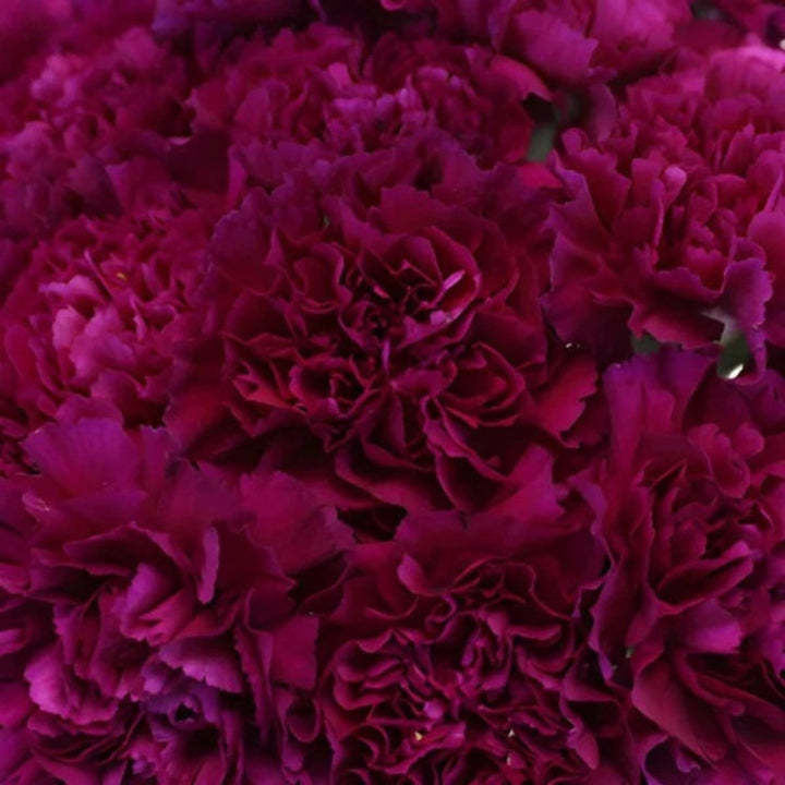 Bouquet of 19 Yukari Violet carnations from SQ Flora Kenya, fresh flowers with vibrant purple blooms.