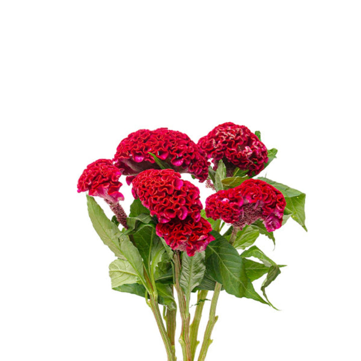 Fresh Flower Holland Celosia Amaranth Act Dara Red flower stems, vibrant red blooms on five stems arranged naturally.