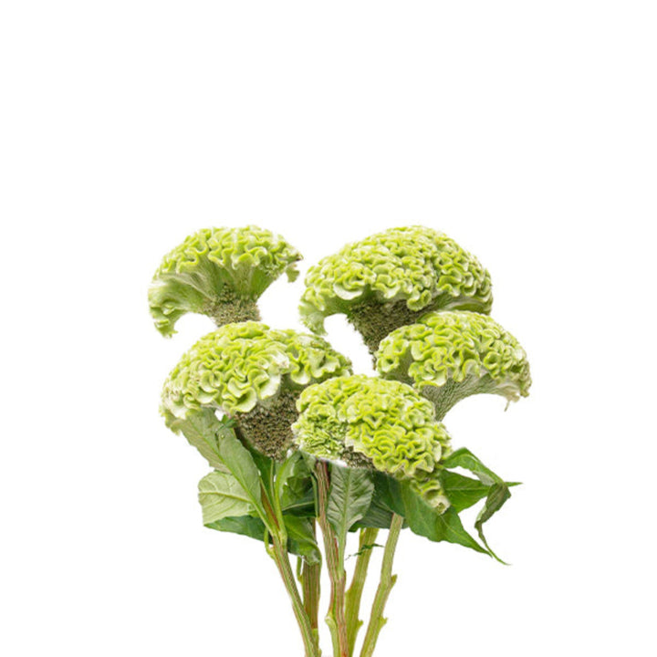 Fresh Flower Holland Celosia Green flower stems, vibrant and lush, shown in a close-up image of 5 stems.