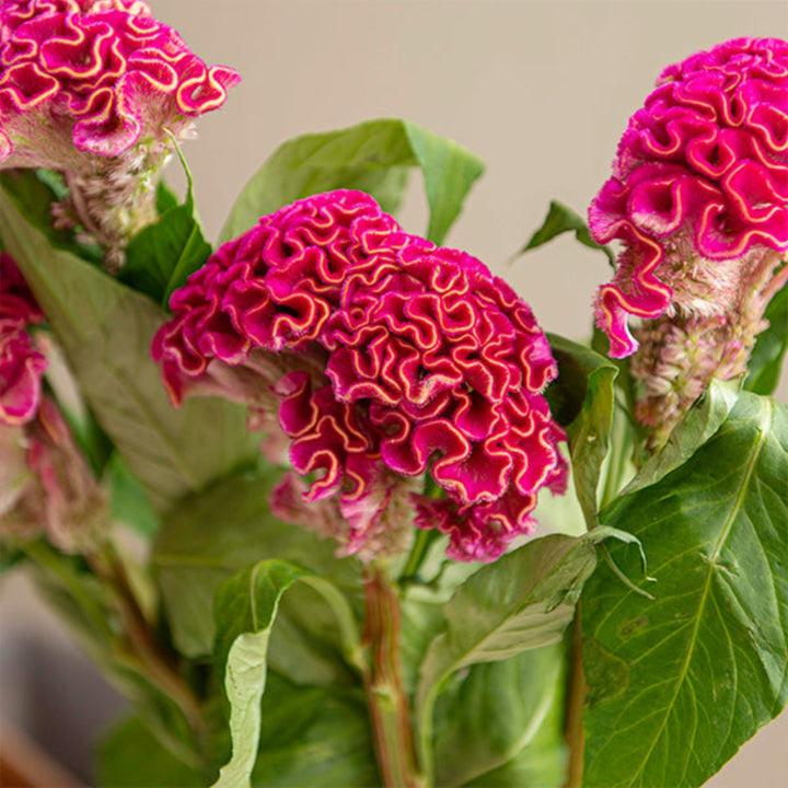 Bright pink Celosia hot pink flower stems from Fresh Flower Holland, showcasing vibrant, feathery blooms on multiple stems.