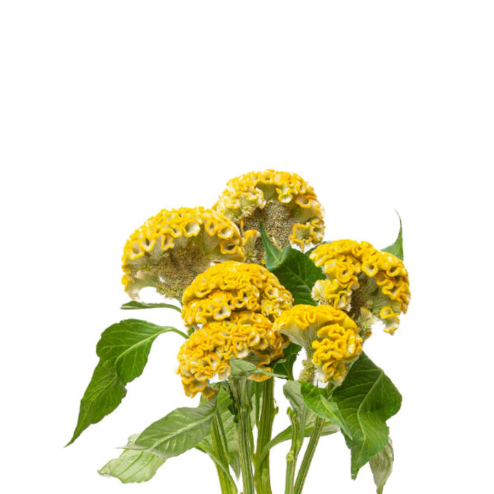 Fresh Flower Holland Celosia Yellow flower stems, vibrant and colorful, shown in a close-up image.