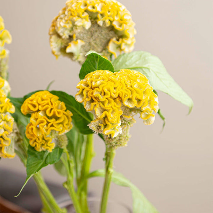 Bright yellow Celosia flower stems from Fresh Flower Holland, showcasing vibrant, fluffy blooms perfect for floral arrangements.