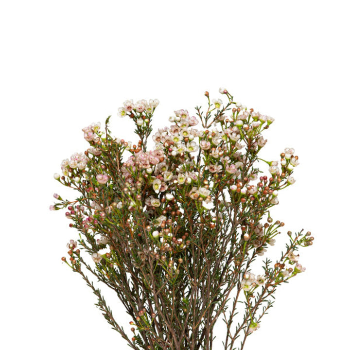 White Chamelaucium waxflower stems from Fresh Flower Holland, showing delicate white blossoms in a natural arrangement.