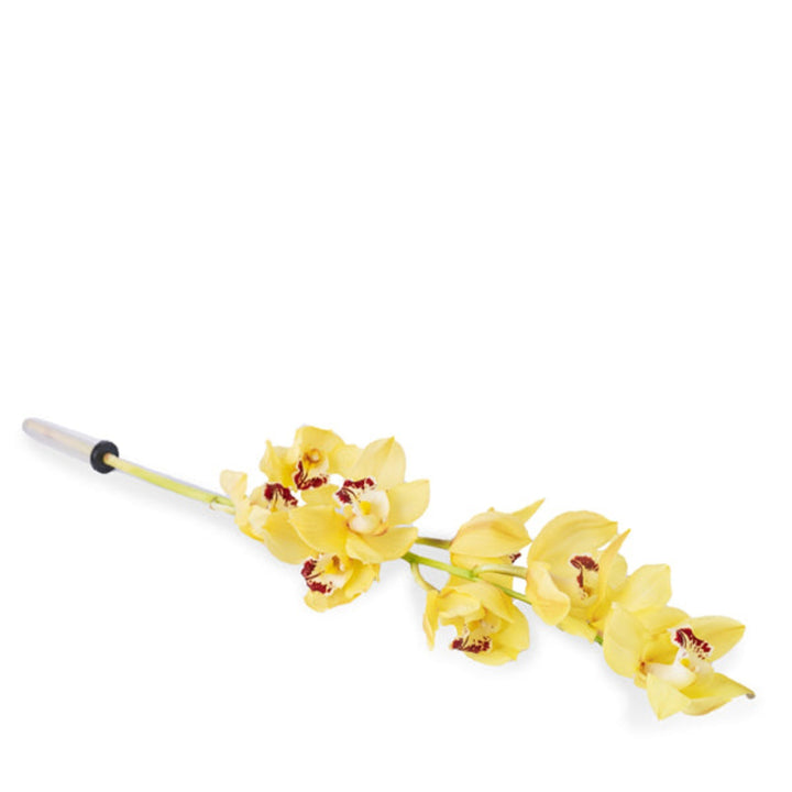 Yellow Cymbidium orchid flower on a single stem, showcasing vibrant blooms, from Fresh Flower Holland.