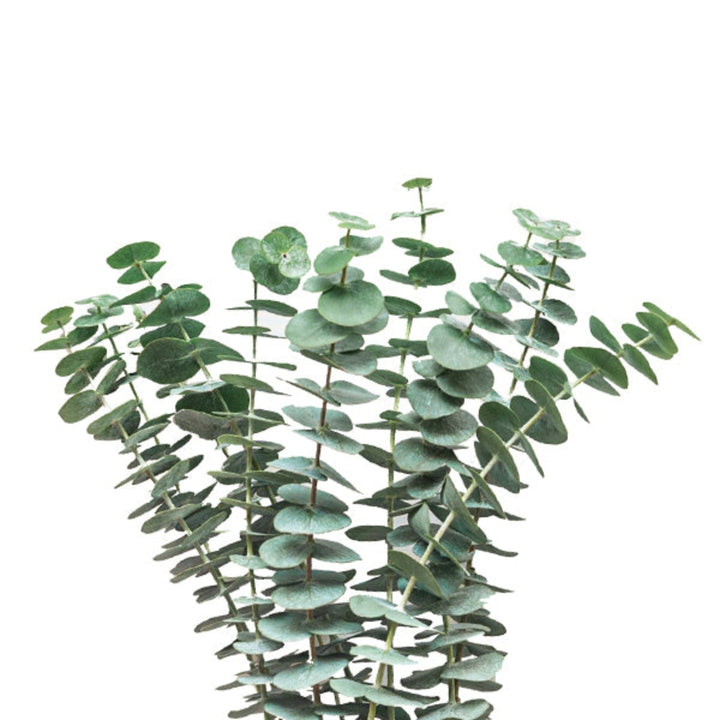 Baby blue eucalyptus flower stems with delicate blossom accents from Bella Rose, arranged in a natural bouquet.