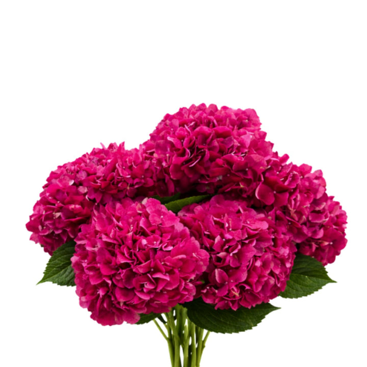 Bouquet of five red trophy hydrangea flower stems by SQ Flora Kenya, showcasing vibrant blooms with lush green foliage.