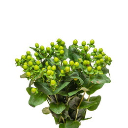 Hypericum, Coco Bamboo, Green, 10 Stems