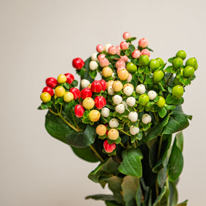 Bright Hypericum Coco Rainbow flower stems from Fresh Flower Holland, showcasing vibrant, colorful blooms in a natural bouquet arrangement.