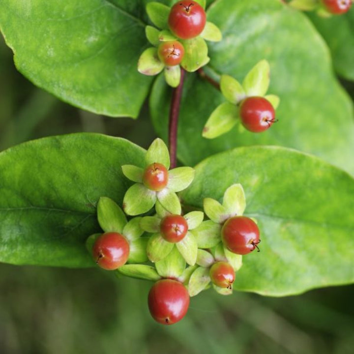 Fresh Flower Holland Hypericum Coco Rainbow flower stems with vibrant, multicolored berries arranged in a bouquet.