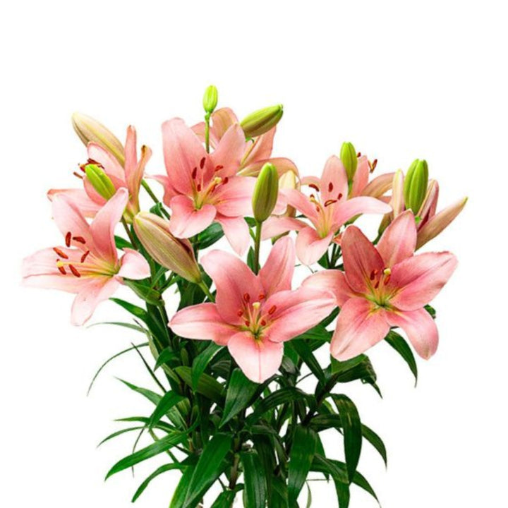 Fresh Asiatic Lilies, Brindisi Pink, Dutch flowers with 5 stems, vibrant pink blooms from Fresh Flower Holland.