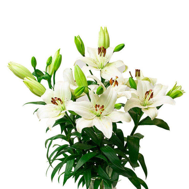 Five stems of fresh Asiatic Lilies, Magnum White, Dutch variety, arranged in a bouquet, from Fresh Flower Holland.