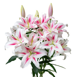 Lilies, Oriental, Scented, Pink, Frontera, Dutch, 5 Stems
