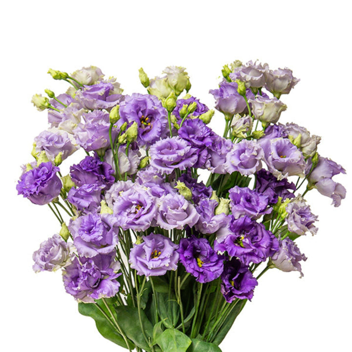Blue Lisianthus (Eustoma) flowers, 5 stems, fresh and vibrant, arranged with delicate petals, by Fresh Flower Holland.