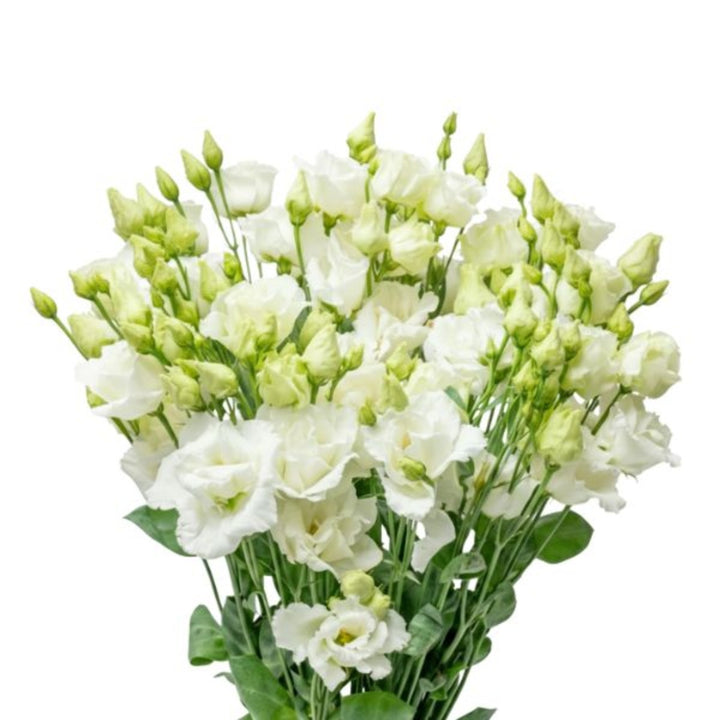 Fresh Flower Holland Alissa White Lisianthus flowers, 5 stems with delicate white petals and green foliage.