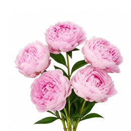 Peony, Sarah Bernhardt, Pink, 5 Stems