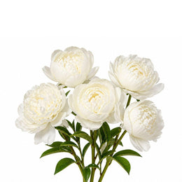 Peony, White, 5 Stems