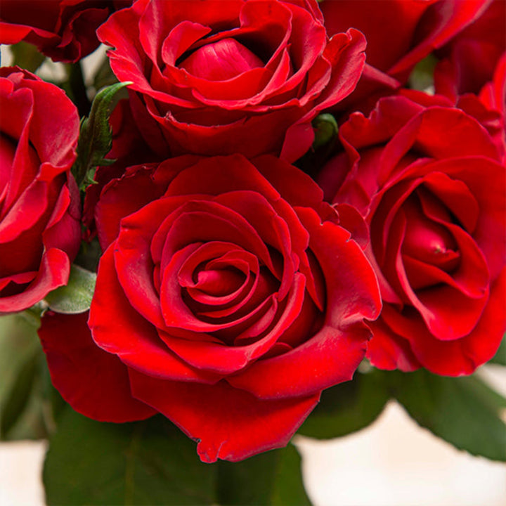 Red roses from SQ Flora Kenya, 10 stems of fresh, vibrant flowers arranged for display.