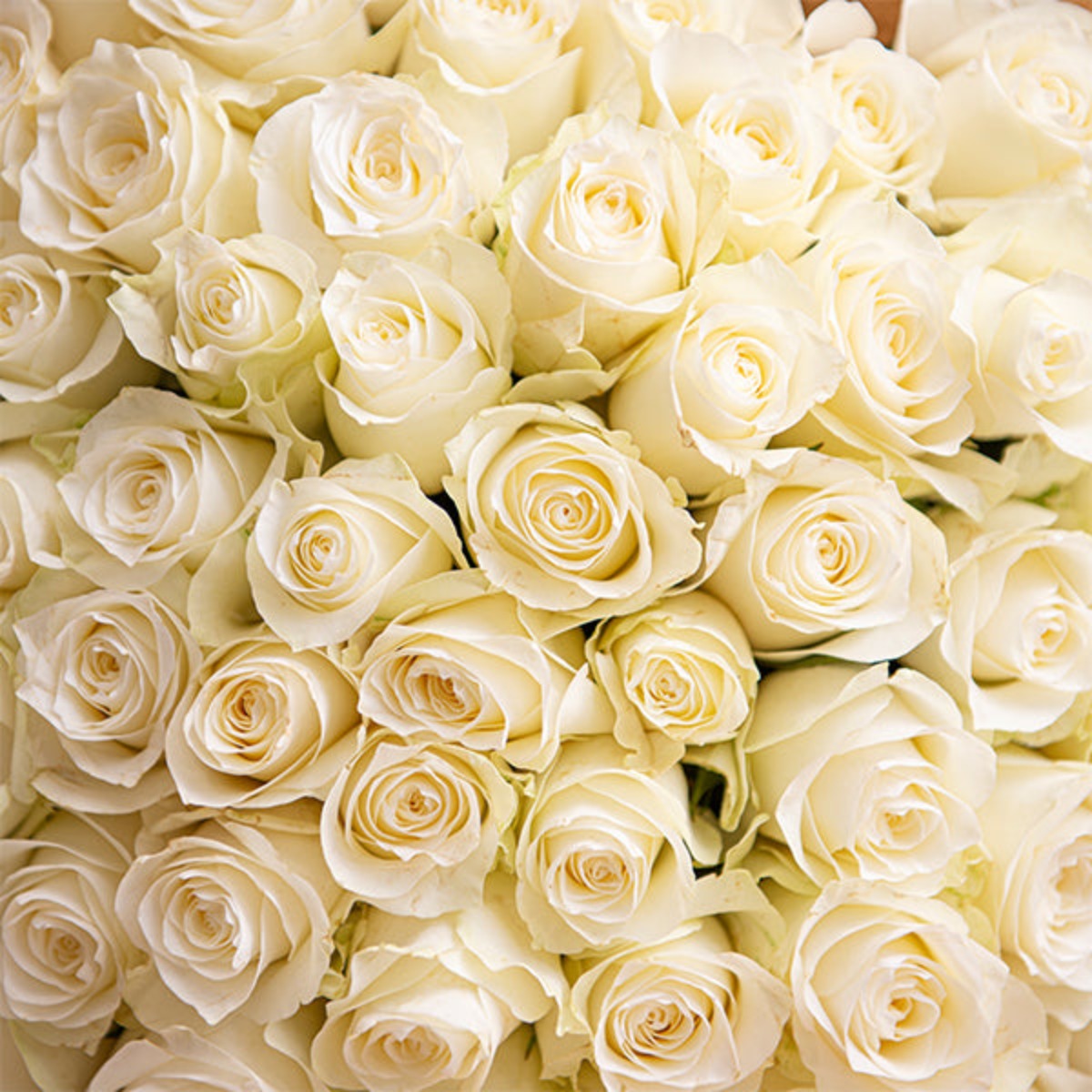ورد | Roses, White, Luxury bouquet 50 Stems | Sharbatly.Club