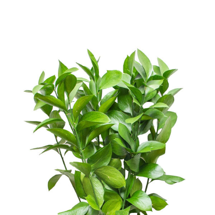 Bouquet of 10 Ruscus filler flower stems from SQ Flora Kenya, greenery with lush, vibrant foliage for floral arrangements.
