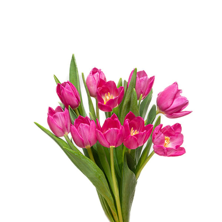 Bright fuchsia pink tulips from Fresh Flower Holland with 10 stems, arranged in a natural bouquet display.