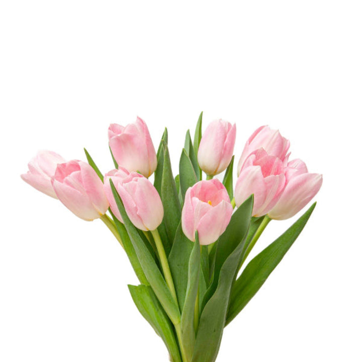 Pink Dynasty tulips from Fresh Flower Holland arranged in a bouquet with 10 stems, showcasing vibrant blossoms and green foliage.