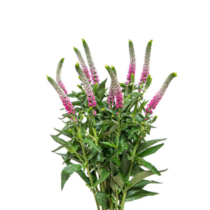 Pink Veronica flowers from Fresh Flower Holland arranged in a bouquet, showcasing vibrant 10-stem floral display.