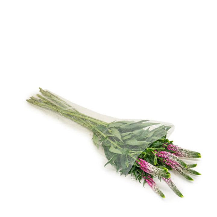 Pink Veronica flowers in a bunch of 10 stems from Fresh Flower Holland, showcasing vibrant blossoms and green stems.