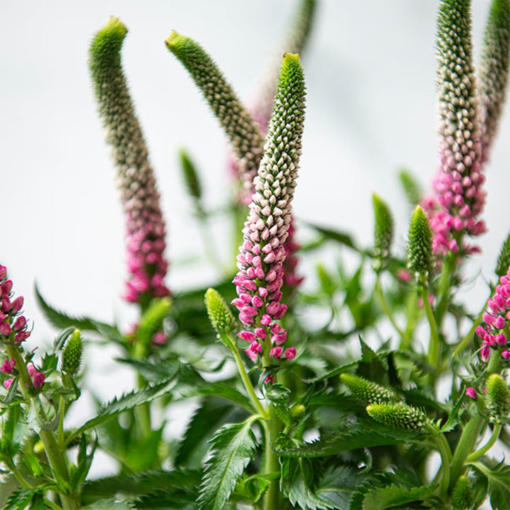 Pink Veronica flower stems from Fresh Flower Holland, showcasing vibrant, delicate blooms perfect for floral arrangements.