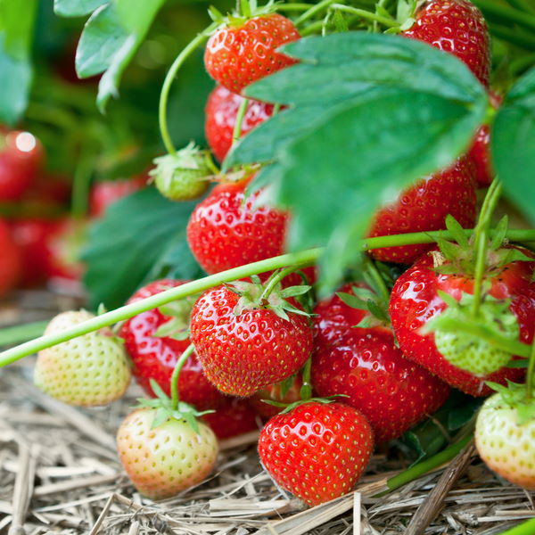 Fresh red strawberries from Driscoll's in a Sharbatly 0.25 kg fruit pack, showcasing ripe, juicy berries on a clean surface.