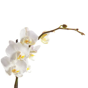 Phalaenopsis, Sensation White, Single Stem