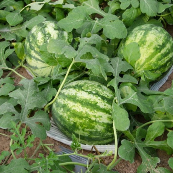 Fresh Thai Watermelon Red fruit, premium Thai watermelon with vibrant yellow flesh, displayed as a single piece.