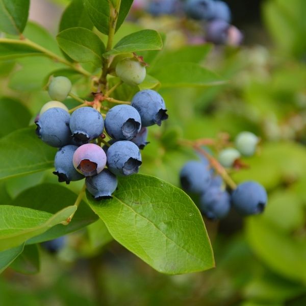 Fresh blue blueberries in a 0.125 kg pack, natural fruit from Sharbatly, showcasing ripe, plump berries ready to eat.