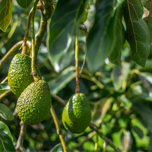Fresh Hass avocados from Kenya, 1 kg pack, displaying ripe, green fruit with smooth skin suitable for healthy eating.