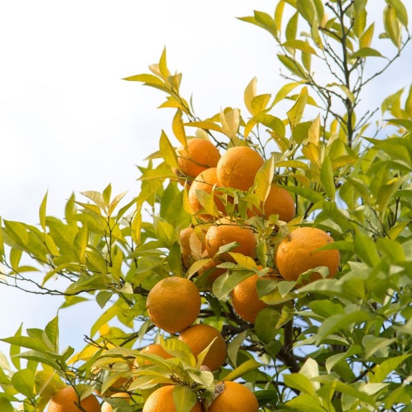 Fresh Valencia oranges from Sharbatly in a 14 kg carton, ideal for juicing, with bright orange skin and smooth texture.