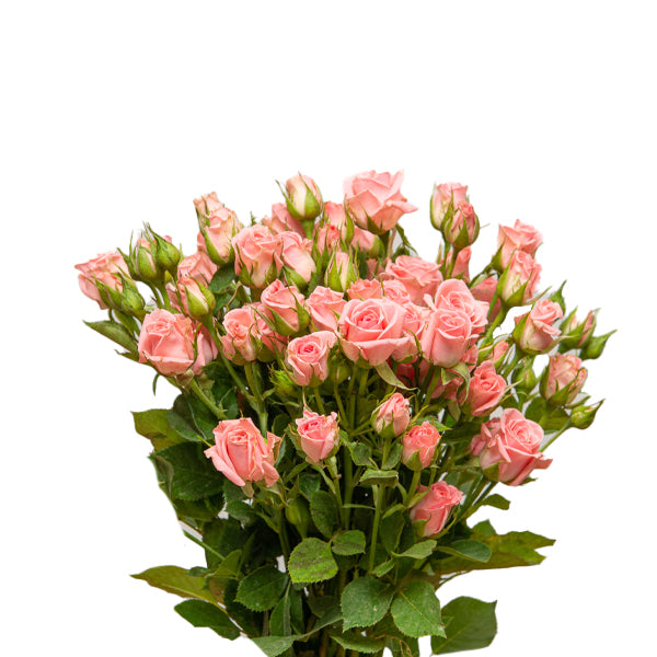 Roses Baby Pink, 10 Stems