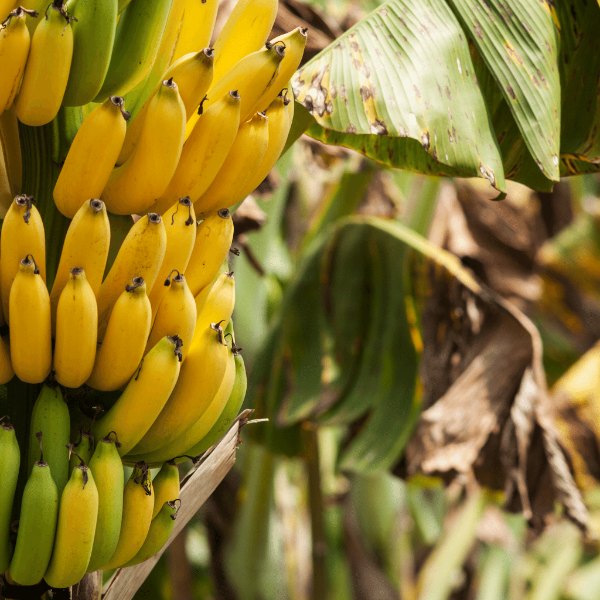 Baby-sized bananas from Sharbatly in a 3 kg carton, fresh and ripe, perfect for snacking or smoothies.