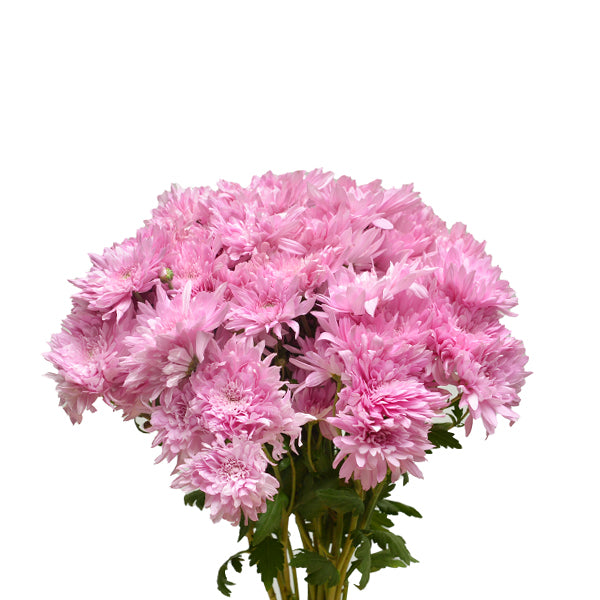 Chrysanthemums, Pink, 10 Stems