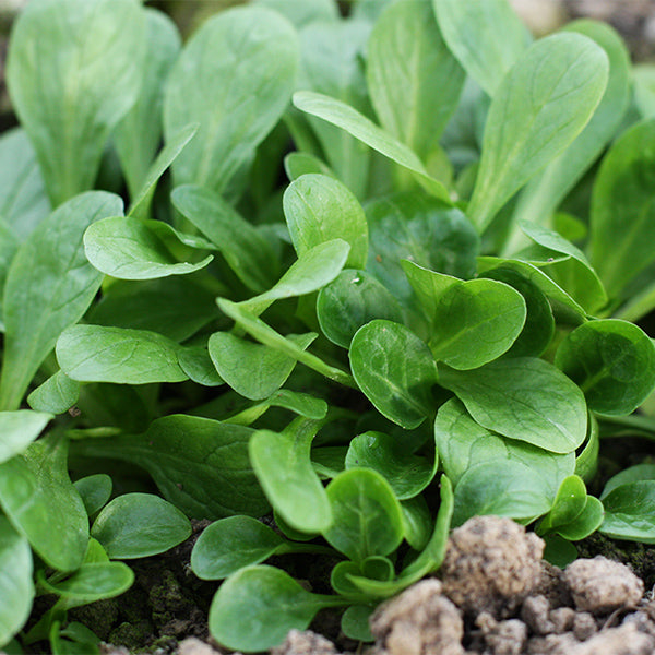 Fresh corn lettuce and baby valeriana in a 0.125 kg pack, organic vegetables from Holland, shown in natural setting.