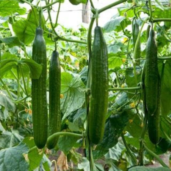 Extra large English cucumber from Holland, fresh vegetable with dark green skin, single piece on a white background.