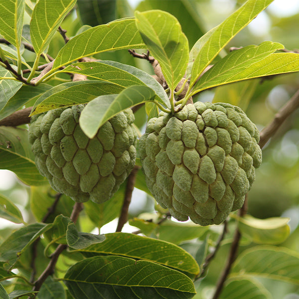 Fresh custard apples from Sharbatly, 3.5 kg carton, showing ripe green fruits with bumpy skin on a natural setting.